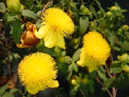 ��˿��&��˿÷