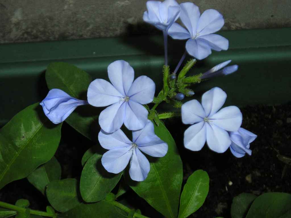 ��ѩ����ѩ��