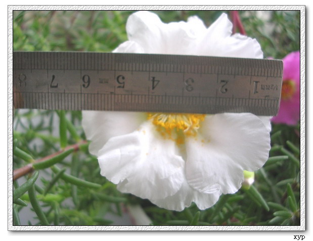 ���ĵ�̫����