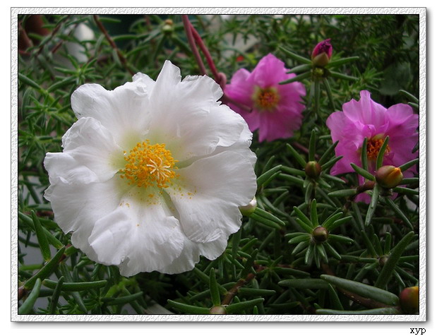 ���ĵ�̫����