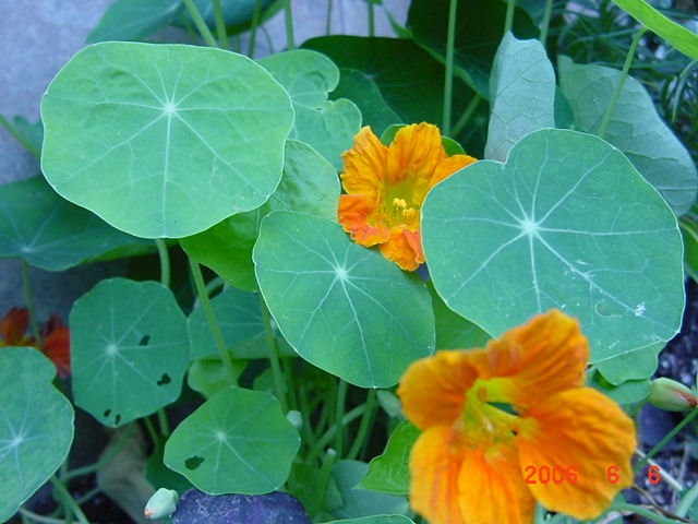 ����СԺ����P12 ���ٺ�����