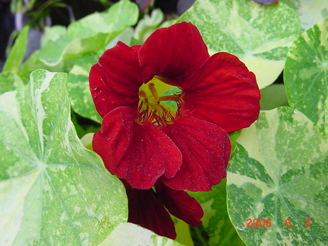 ����СԺ����P12 ���ٺ�����