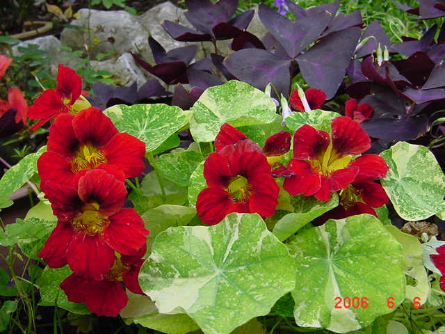 ����СԺ����P12 ���ٺ�����