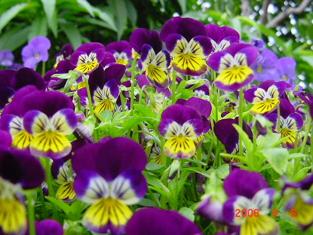 ����СԺ����P12 ���ٺ�����