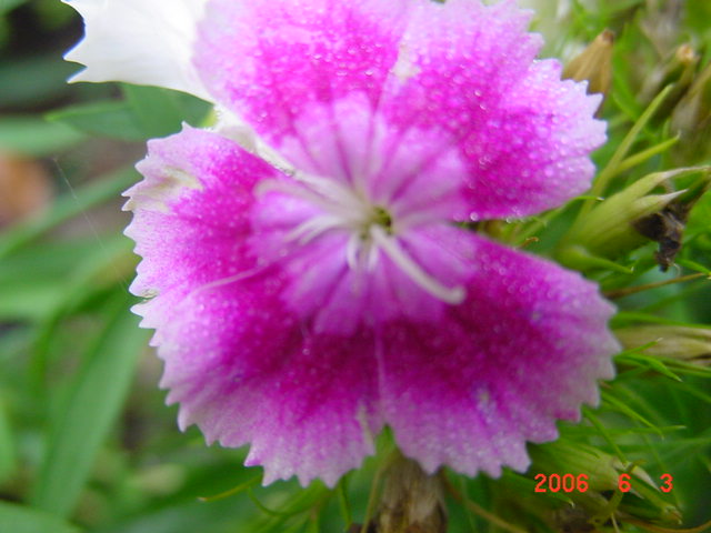 ����СԺ����P12 ���ٺ�����