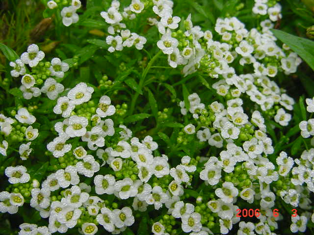 ����СԺ����P12 ���ٺ�����