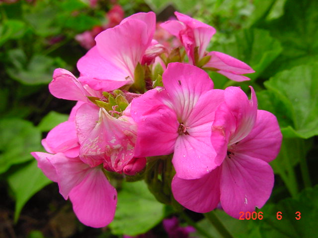 ����СԺ����P12 ���ٺ�����