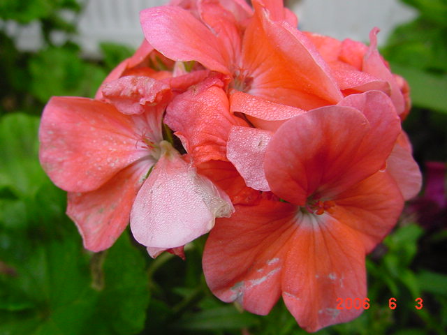 ����СԺ����P12 ���ٺ�����