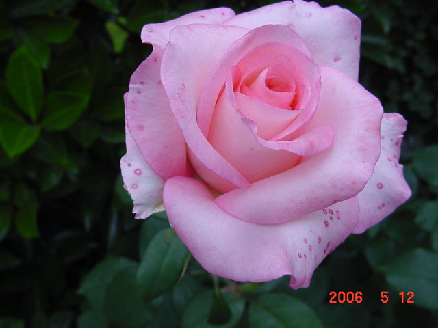 ����СԺ����P12 ���ٺ�����