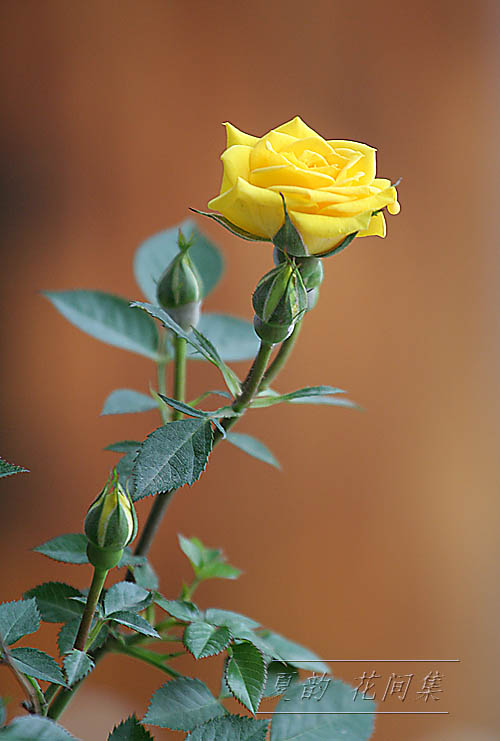 ���伯------�ҵ��¼���԰