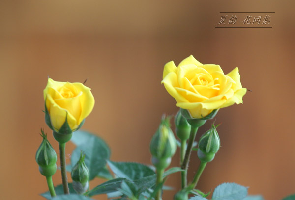 ���伯------�ҵ��¼���԰