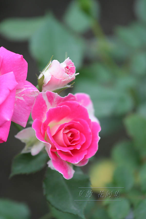 ���伯------�ҵ��¼���԰