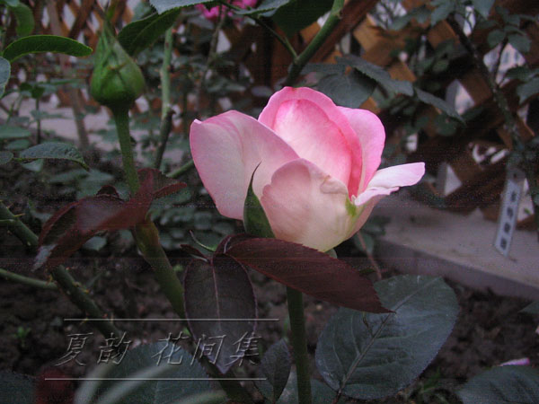 ���伯------�ҵ��¼���԰