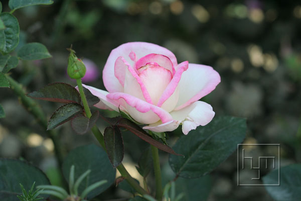 ���伯------�ҵ��¼���԰