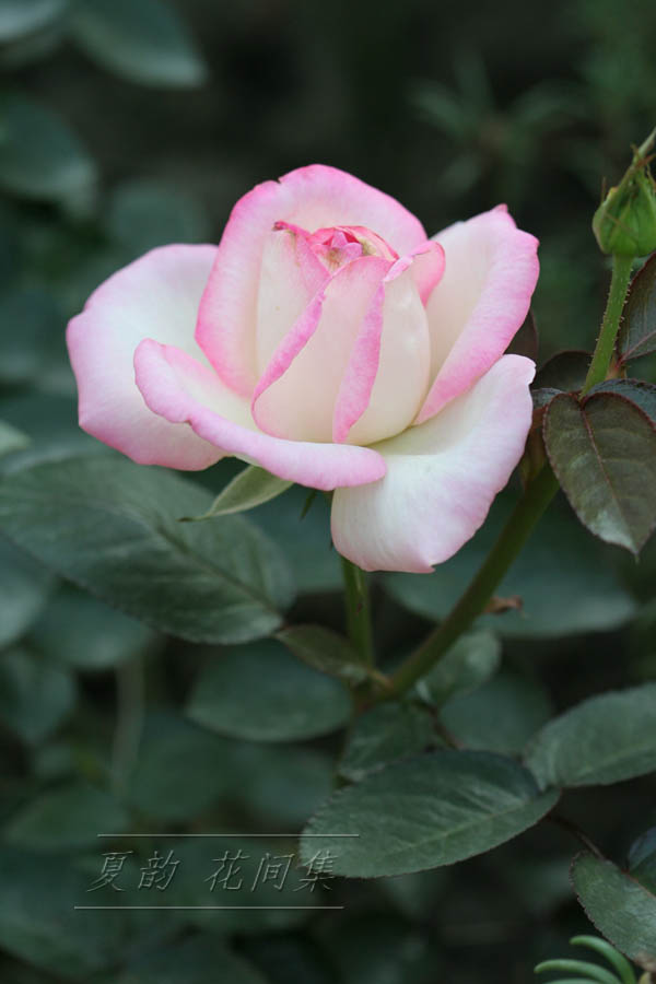 ���伯------�ҵ��¼���԰