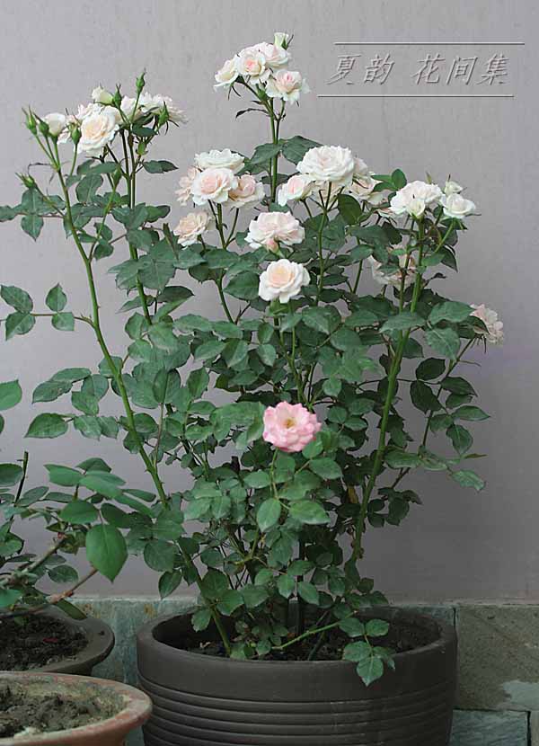 ���伯------�ҵ��¼���԰