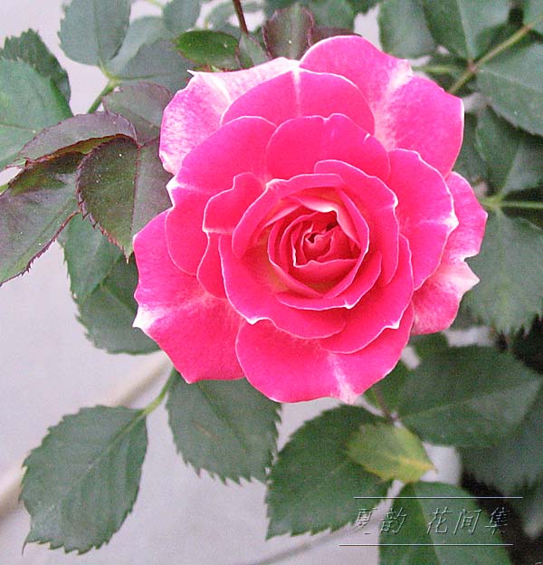 ���伯------�ҵ��¼���԰