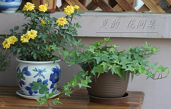 ���伯------�ҵ��¼���԰