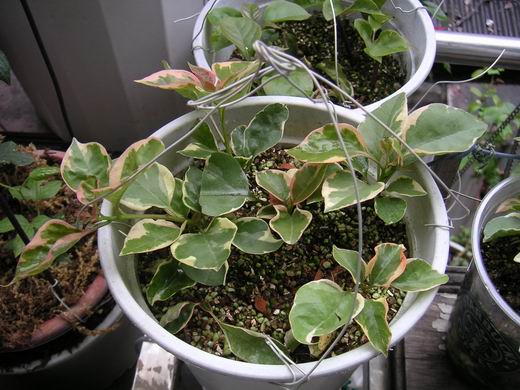 ������̨�ϵ�Ҷ�ӻ�������÷��