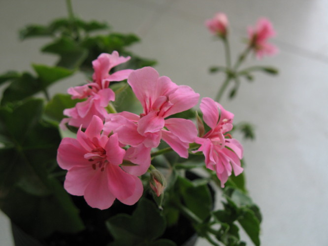 ����ۻ��ɡ���