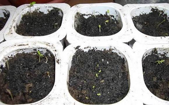 �ҵ����磨2006�ֻ��ռǣ�