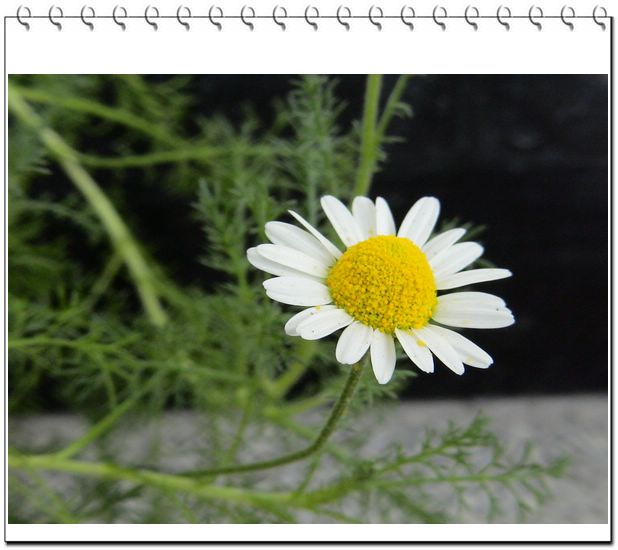 ����һ��ſϿ��Ļ�:P3��β��