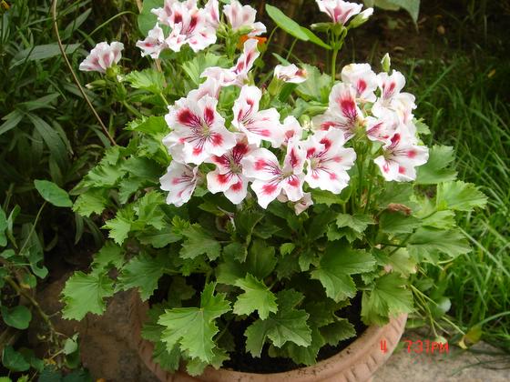 �ҵ����룬(��Ҷ����Ը������������ǻ�һ����ͬʱ��һ���Լ�����Ҫ�Ļ���ͼƬ)