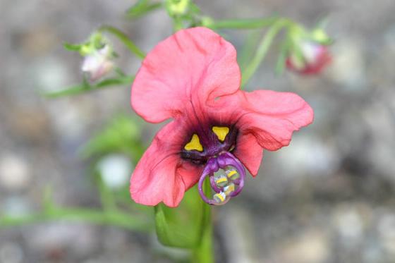 �ҵ����룬(��Ҷ����Ը������������ǻ�һ����ͬʱ��һ���Լ�����Ҫ�Ļ���ͼƬ)