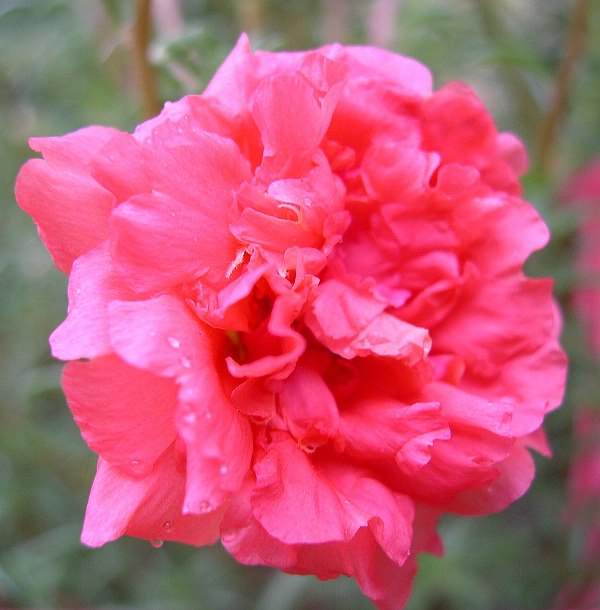 ����СƷ���׸�İ�ϻ���