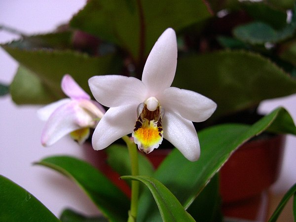 ����СƷ���׸�İ�ϻ���