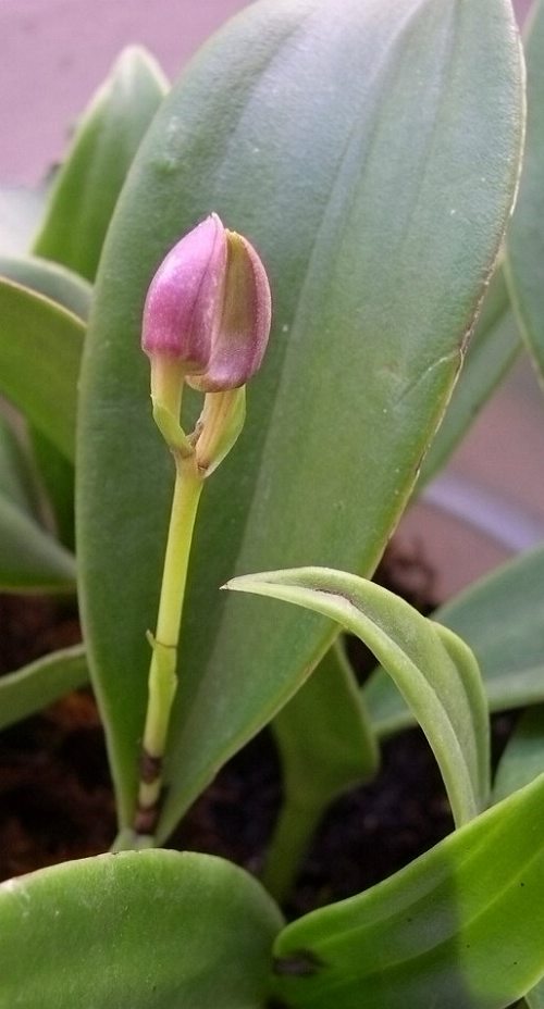 ����СƷ���׸�İ�ϻ���