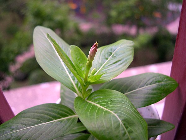 ����ɹ����