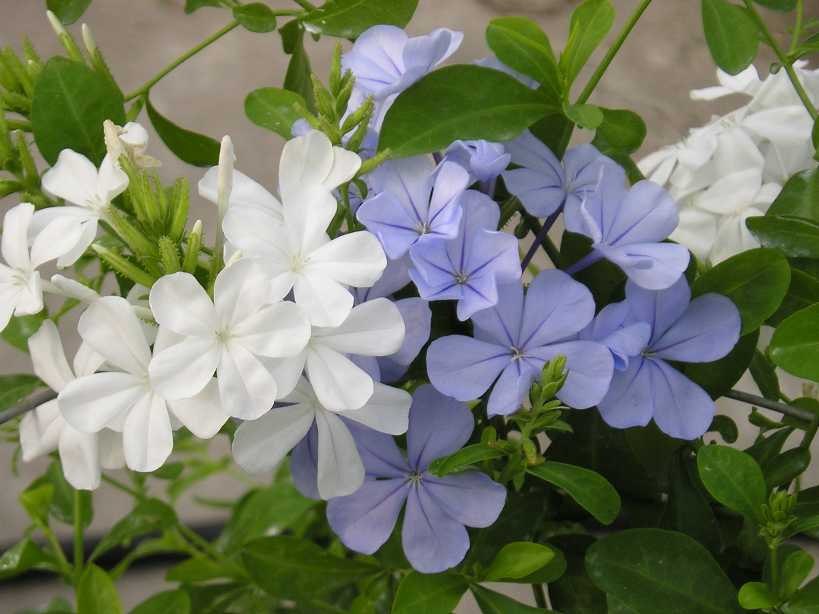 ��ѩ����ѩ��