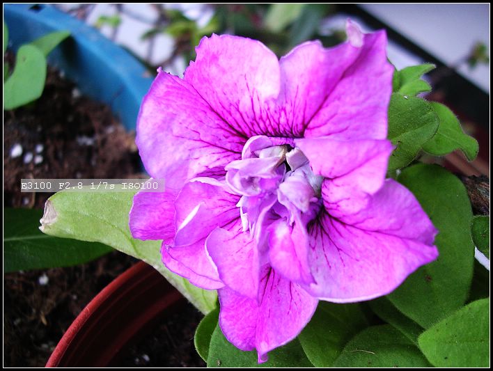 [��ͼ]Rachel�Ĳݻ����������