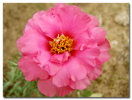 �����İ�֧����ѫ�¾�