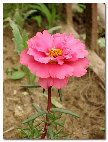 �����İ�֧����ѫ�¾�