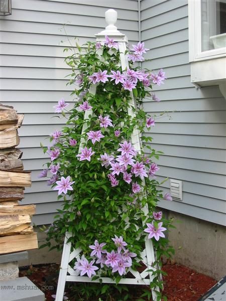 �ҵ����룬(��Ҷ����Ը������������ǻ�һ����ͬʱ��һ���Լ�����Ҫ�Ļ���ͼƬ)