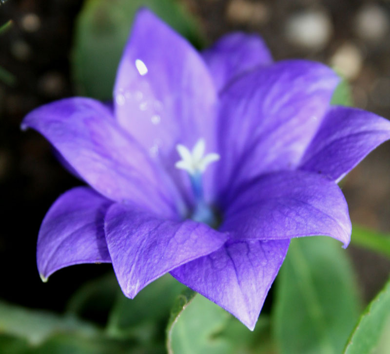 �ҵ����룬(��Ҷ����Ը������������ǻ�һ����ͬʱ��һ���Լ�����Ҫ�Ļ���ͼƬ)