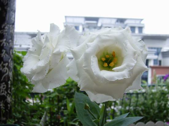 7��7��  ������ļ�����  P21  ����   *-*����Ļ�԰*-*