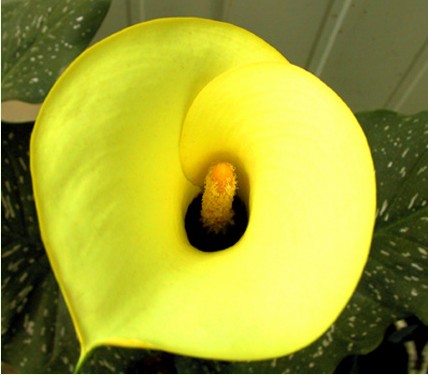 �� barrie ���������ɫ���������Ź�����