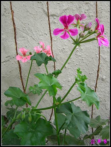 �������ÿ�:XYP�����°ܵ�