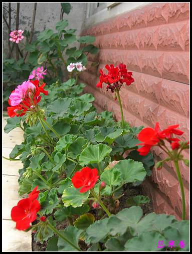 �������ÿ�:XYP�����°ܵ�