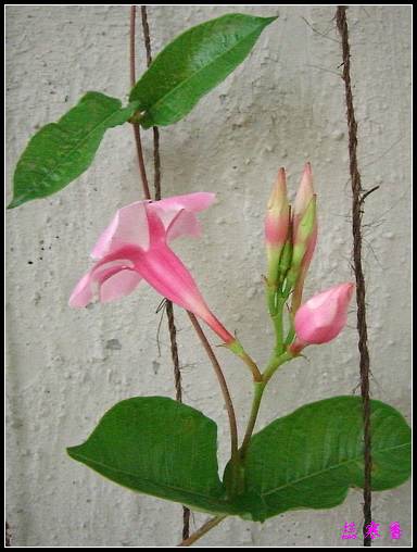 �����еĻ�ǽ:Ʈ���ٿ���