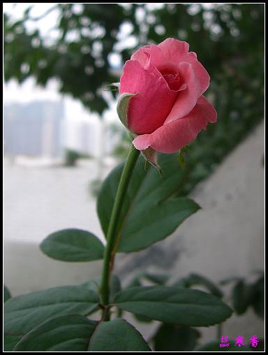 ��������¼���԰:XYP������ɯ���ֿ���