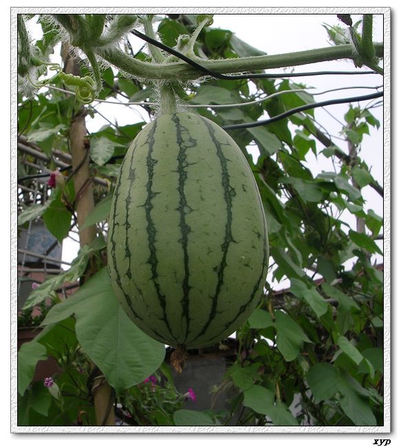 ���ֵ�����