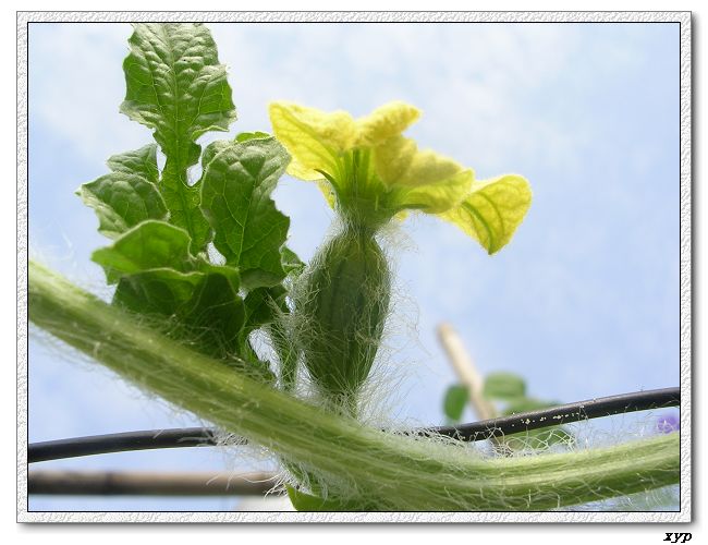 ���ֵ�����