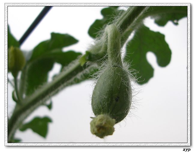 ���ֵ�����