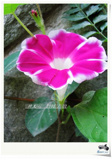 ���ȵ���������..P2,��ں���~