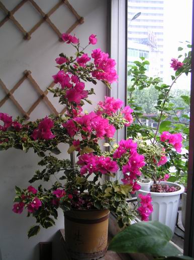 ������̨�ϵ�Ҷ�ӻ�������÷��