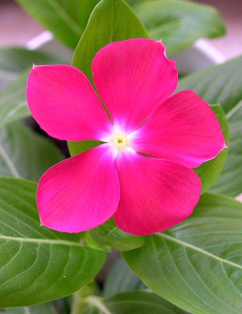 ����ɹ����